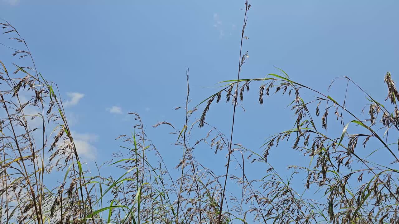 아름다운 봄의 높은 풀이 야외에서 바람을 불어 흔들고 있습니다.