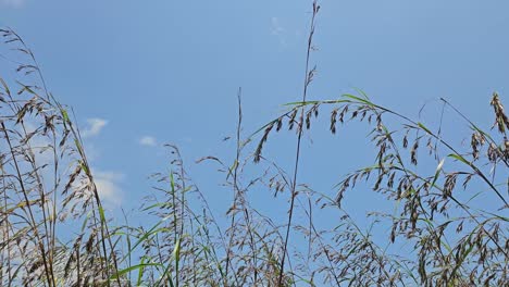 Beautiful-spring-tall-grass-swaying-by-blowing-wind-outdoors