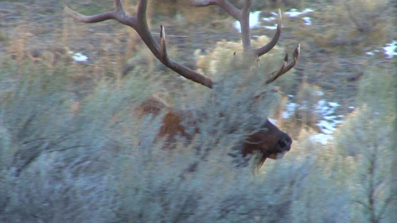 un gran alce camina por el bosque y llama a un compañero 1