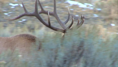 A-Large-Elk-Walks-Through-The-Forest-And-Calls-Out-To-A-Mate-1