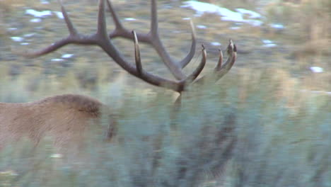 un gran alce camina por el bosque y llama a un compañero 1