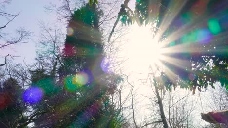 a dolly shot facing the trees while moving towards the left to reveal the sun