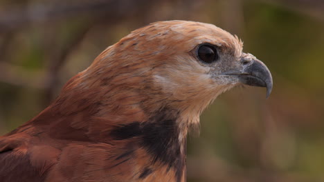 Face-closeup-of-Busarellus-nigricollis,-gaviao-belo,-black-collared-hawk-in-South-America
