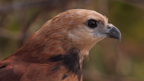 face closeup of busarellus nigricollis, gaviao-belo, black collared hawk in south america