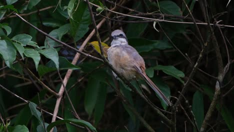 brown shrike, lanius cristatus seen from its side facing the thick of the forest then chirps looking to the left and extends its head up in curiosity, khao yai national park, thailand