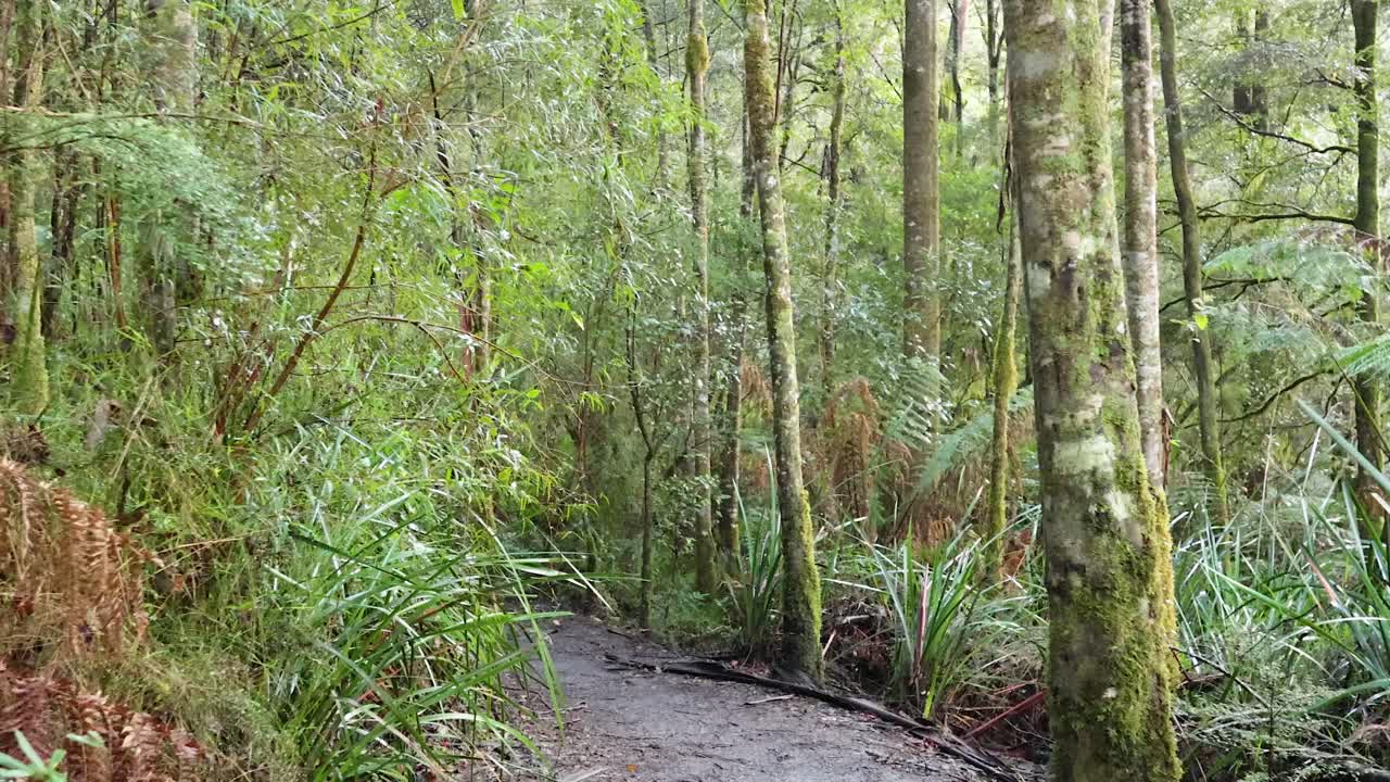 울창 한 열대 우림 을 가로질러 조용 한 산책
