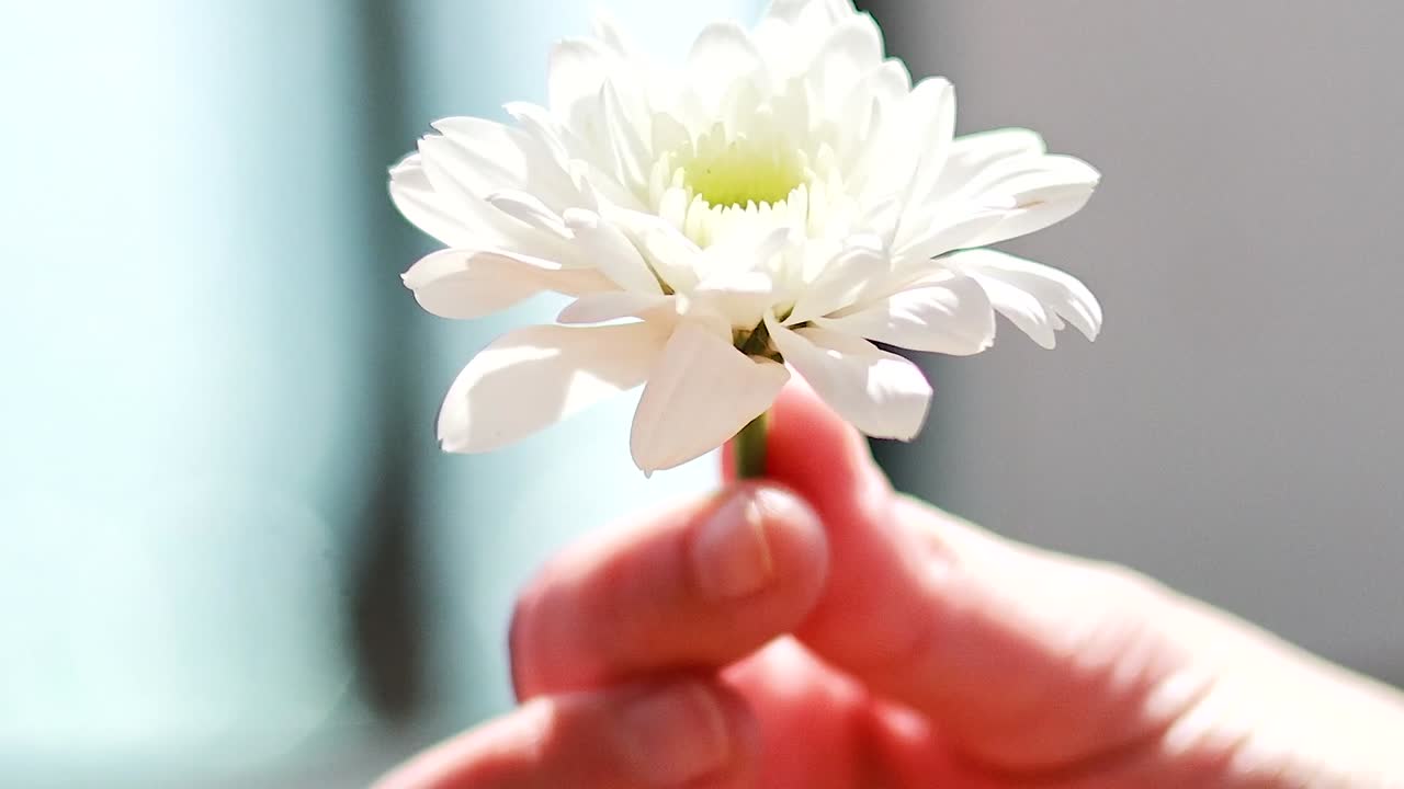 A close-up of a hand delicately holding a white chrysanthemum against a soft, blurred background.