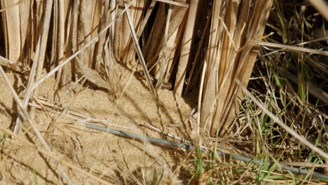 Small-lizard-crawling-on-the-sand.-WIDE-SHOT