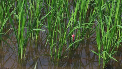 progression of rice plants growing in paddy field