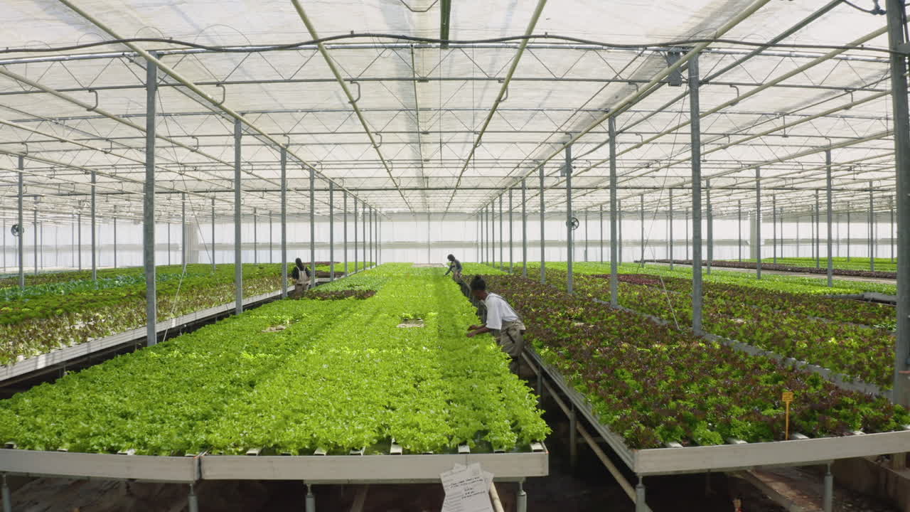 Greenhouse Lettuce Farming