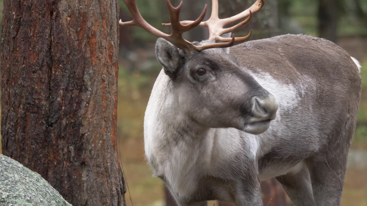 primer plano de un reno pastando y rumiando en un bosque europeo verde y húmedo en un día nublado