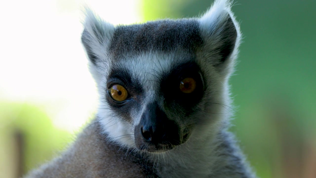 Um close-up de um lêmure-de-cauda-anelada olhando curiosamente ao redor sob luz natural brilhante.