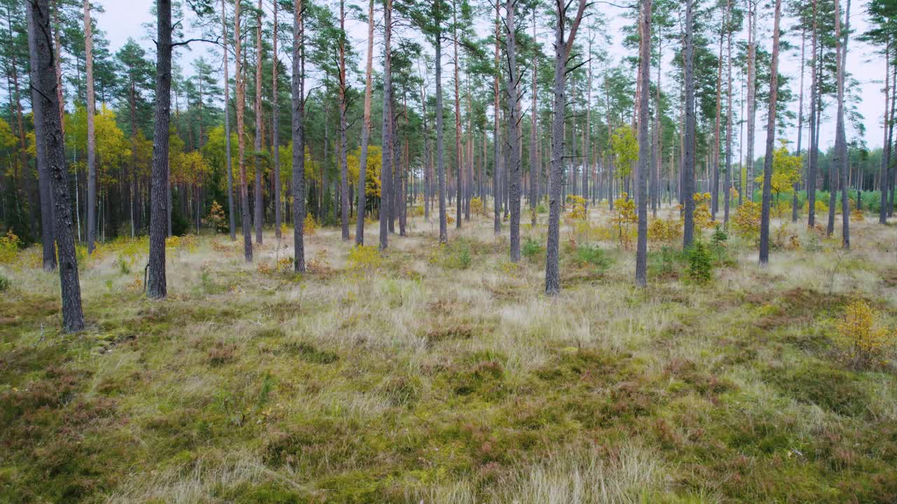 Ilmakuva syksyisestä metsästä Itä-Euroopassa.
