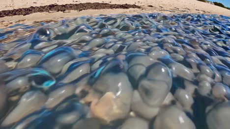 jellyfish cluster on the beach