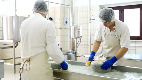 men rubbing  cheese shape. diary cheese factory