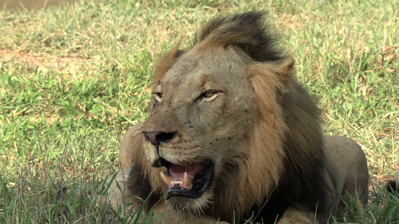 cierre estático de un león macho jadeando pesadamente en un caluroso día de verano