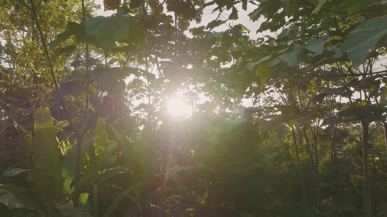 toma de drones de 4k del amanecer en la selva tropical en la selva amazónica