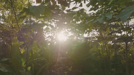 4K-Drohnenaufnahme-Des-Sonnenaufgangs-Im-Tropischen-Regenwald-Im-Amazonas-Wald