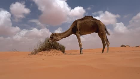 Camello-Dromedario-Con-Las-Patas-Delanteras-Atadas-Comiendo-Hierba-Del-Desierto-En-Un-Día-Nublado