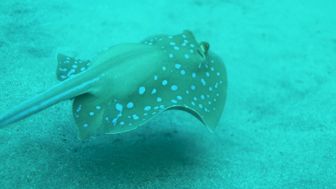 raya azul en el mar rojo al lado del arrecife de coral