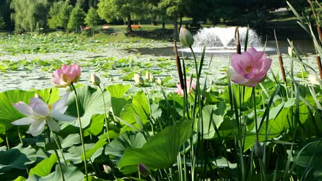 Encantadores-Nenúfares-Florecientes,-Cámara-Lenta,-Fuente-Del-Lago-En-El-Fondo