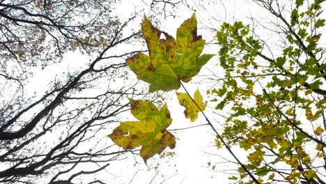 The-last-of-the-Sycamore-tree-leaves-cling-on-to-the-branches-in-an-autumn-wind-in-woodland-in-Warwickshire,-UK