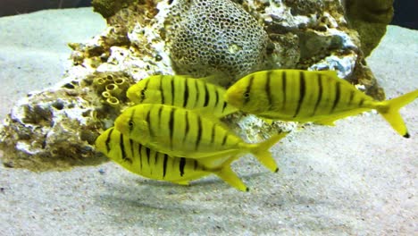 video en cámara lenta del pez amarillo gnathanodon con rayas negras verticales