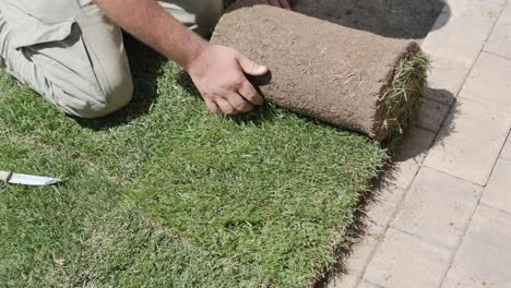 gardener laying lawn in private yard with wooden fence