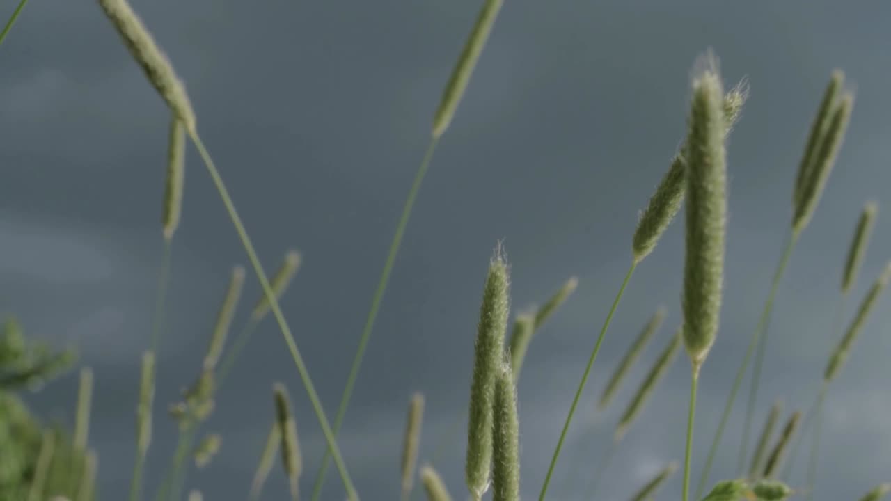 바람에 풀이 날리는 어두운 하늘에 접근하는 폭풍