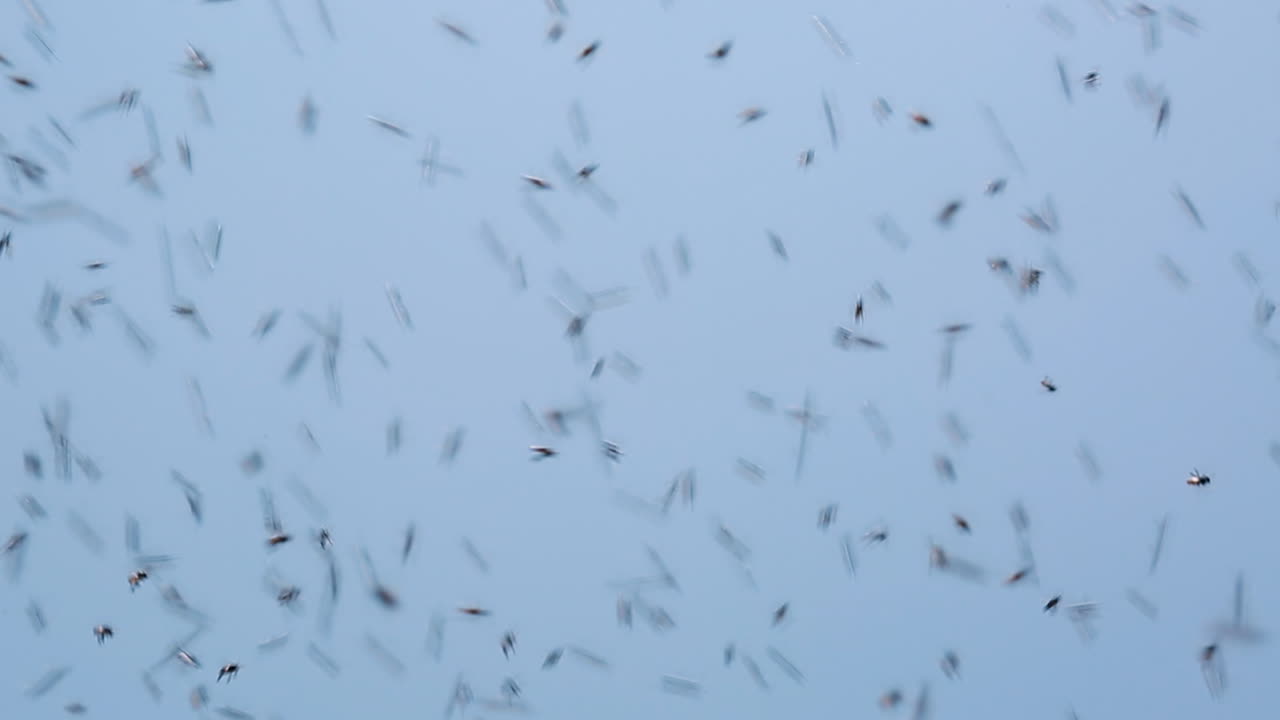 primer plano de un enjambre de abejas volando a través de un cielo azul claro en el distrito de wayanad, kerala, india