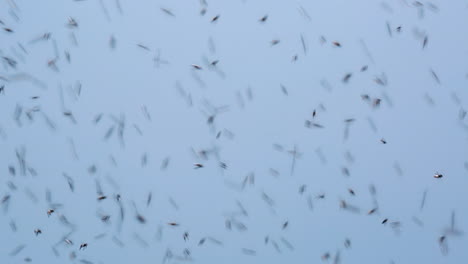 Closeup-of-a-swarm-of-bees-flying-across-a-clear,-blue-sky-in-Wayanad-district,-Kerala,-India