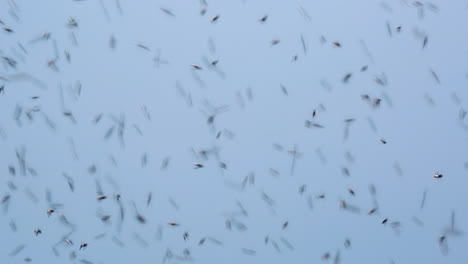 closeup of a swarm of bees flying across a clear, blue sky in wayanad district, kerala, india