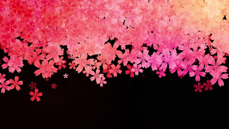 floral pattern of falling and rotating pink flowers on a black background. looped spring animation.