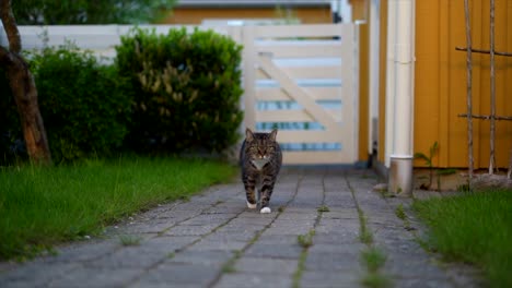 一只猫在花园砖路上散步