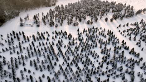 christmas trees in snow near boone nc, north carolina