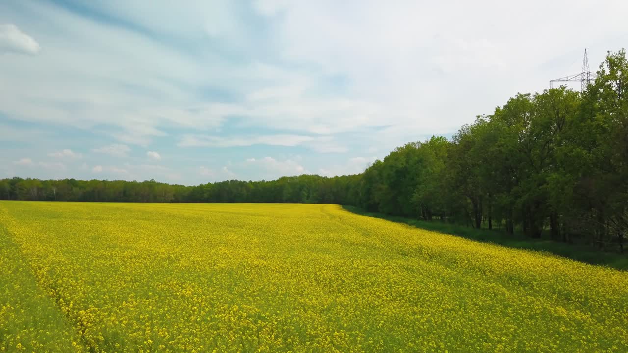 vista aérea del floreciente campo de canola junto al bosque con la carretera al fondo