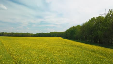 Vista-Aérea-Del-Floreciente-Campo-De-Canola-Junto-Al-Bosque-Con-La-Carretera-Al-Fondo