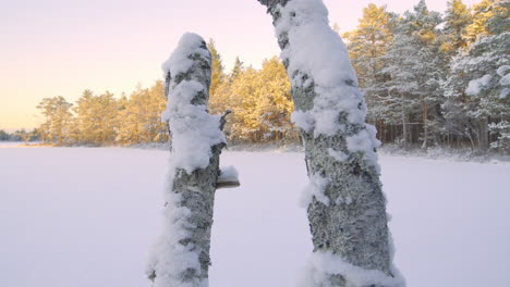 Forest-blanketed-by-fresh-snow,-tree-bark-in-the-foreground,-majestic-sunset-in-Estonia