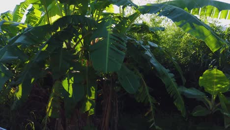 plátanos temprano en la mañana, sol brillando a través de las hojas, yakushima