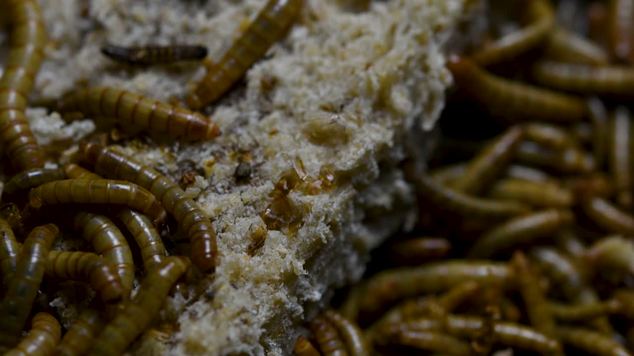 el gusano de la harina es una especie de escarabajo oscuro que se usa para alimentar mascotas como peces, serpientes, pájaros y ranas
