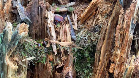 Viejo-Tocón-De-árbol-Podrido-En-Descomposición-Con-Musgo-Verde-En-Crecimiento-Y-Pequeños-Agujeros-De-Corteza-En-Un-Bosque-En-Marbella-Málaga,-Naturaleza-En-España,-Toma-De-4k