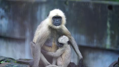 Black-faces-monkey-sat-on-wall