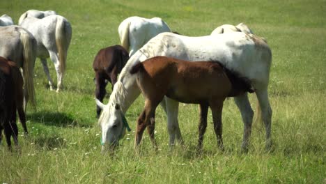 Lipizzan-horses-graze-on-a-green-meadow