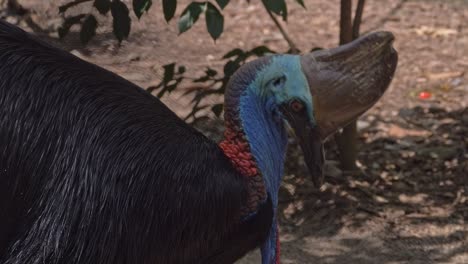 southern cassowary eating fruit in the rainforest