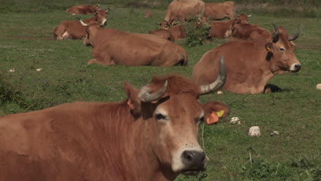 herd of brown cows sitting chewing grass in the field