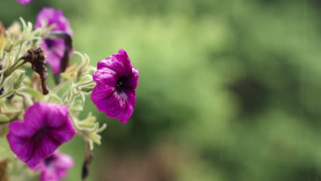 Petunias-Moradas-Bajo-La-Lluvia,-Primer-Plano