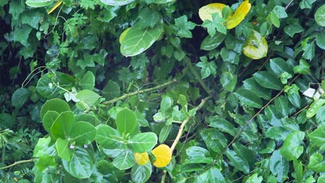 calming beauty of rainfall, gentle raindrops falling on lush green leaves, peaceful and refreshing atmosphere. perfect for relaxation, nature or background visuals
