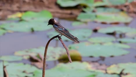 Un-Pequeño-Pájaro-De-Rápido-Movimiento-Que-Se-Encuentra-En-Casi-Todas-Partes-Del-Mundo,-La-Mayor-Parte-Del-Tiempo-Volando-Para-Atrapar-Algunos-Insectos-Pequeños