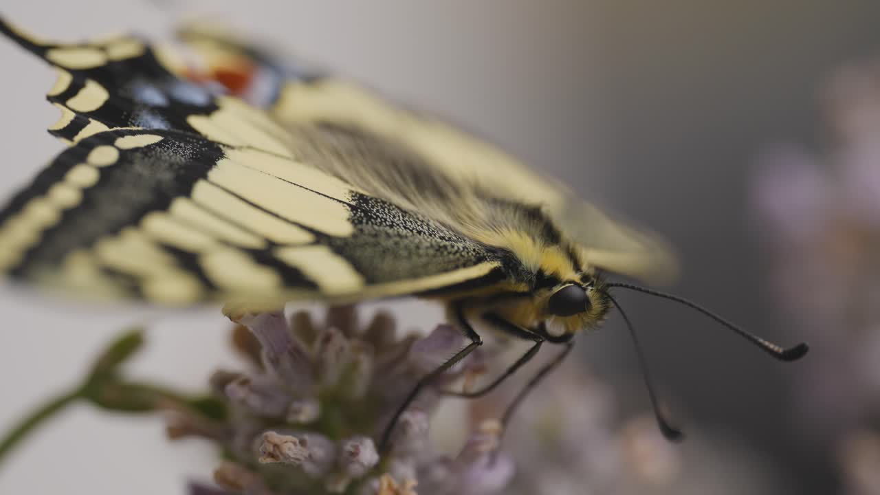 fotografía macro de una mariposa cola de golondrina recién eclosionada en la lavanda