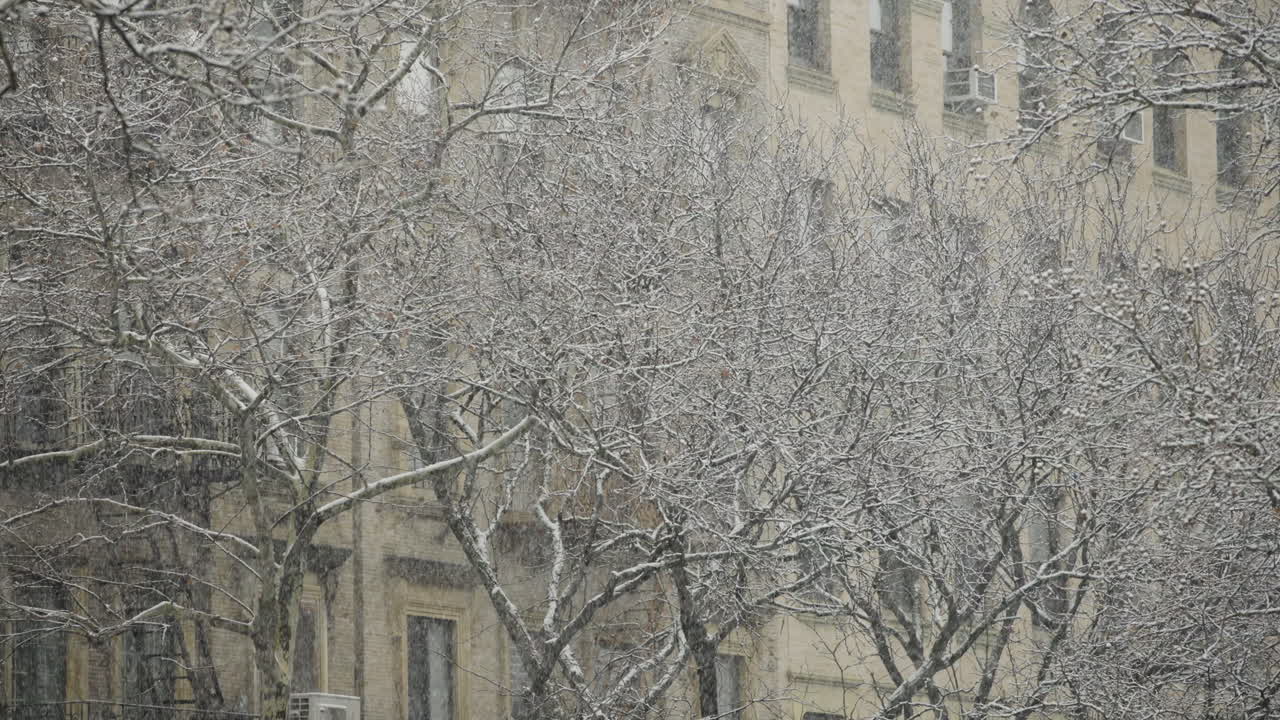 Những cây trơ trụi trên đường phố Thành phố New York trong khi tuyết rơi